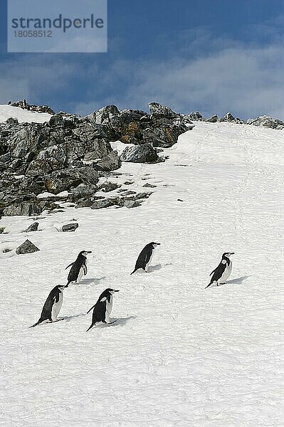 Kehlstreifpinguine (Pygoscelis antarctica) steigen auf vereisten Berghang  Half Moo  Südshetlandinseln  Antarktische Halbinsel  Zügelpinguin  Island  Europa