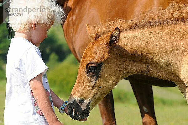 Kind mit American Quarter horse  Fohlen  Hengstfohlen