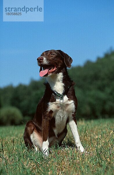 Mischlingshund  Mixed Breed Dog (animals) (Säugetiere) (mammals) (Haushund) (domestic dog) (Haustier) (Heimtier) (pet) (außen) (outdoor) (Wiese) (meadow) (hecheln) (panting) (sitzen) (sitting) (adult) (vertical)