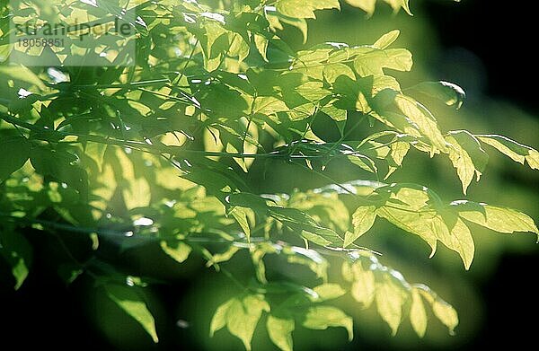 Blätter im Gegenlicht  grün  Frühling  abstrakt  Highkey  Doppelbelichtung  weich  Querformat  horizontal  Ast  Zweig
