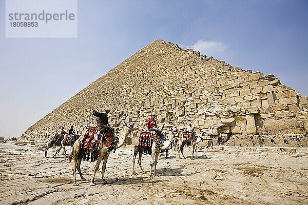 Kameltreiber  Cheops-Pyramide  Kairo  Dromedar  Einhöckriges Kamel (Camelus dromedarius)  Ägypten  Afrika