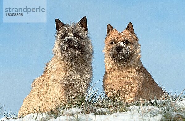 Cairn-Terrier  rot und weizenfarbig  im Winter  Cairn Terrier  red and wheaten  in winter (animals) (außen) (outdoor) (frontal) (head-on) (von vorne) (Wiese) (meadow) (Schnee) (snow) (aufmerksam) (alert) (sitzen) (sitting) (adult) (Paar) (pair) (couple) (zwei) (two) (Querformat) (horizontal) (Säugetiere) (mammals) (Haushund) (domestic dog) (Haustier) (Heimtier) (pet) (gestromt) (brindle) (struppig) (shaggy) (Schottland) (Scotland)