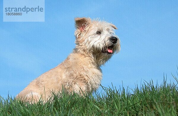 Irish Glen of Imaal Terrier (animals) (Säugetiere) (mammals) (Haushund) (domestic dog) (Haustier) (Heimtier) (pet) (außen) (outdoor) (seitlich) (side) (Wiese) (meadow) (freundlich) (friendly) (hecheln) (panting) (sitzen) (sitting) (adult) (Querformat) (horizontal)