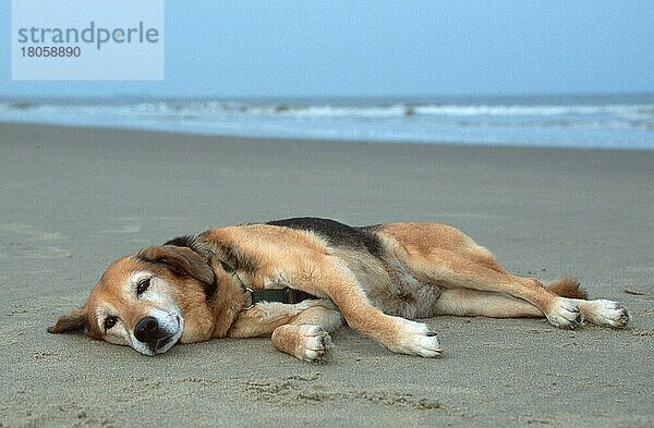 Mischlingshund ruht am Strand  Mixed Breed Dog resting on beach  außen  outdoor  freistellbar
