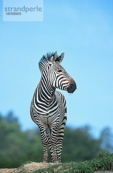 Hartmann's Mountain Zebra  Hengst  Hartmann-Bergzebra (Equus zebra hartmannae) (Säugetiere) (Huftiere) (Pferdeartige) (Unpaarhufer) (außen) (draußen) (frontal) (von vorne) (schwarz-weiß) (stehen) (stehend) (aufmerksam) (wachsam) (erwachsen) (vertikal) (männlich) (männlich)