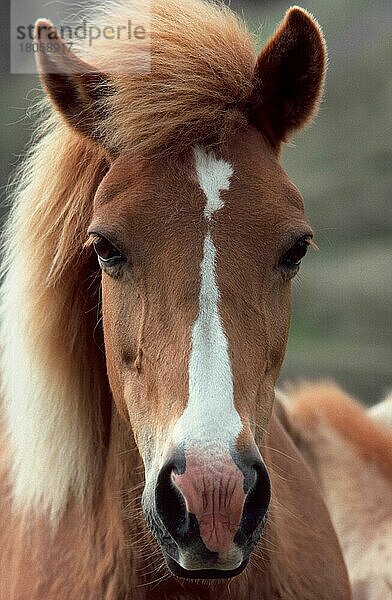 Icelandic Horse  Iceland  Isländer  Islandpony  Isländer  animals  Säugetiere  mammals  Haustier  Nutztier  farm animal  domestic  Huftiere  hoofed animals  Pferde  horses  Unpaarhufer  frontal  head-on (hea...) von vorne  Kopf  Island  Europa