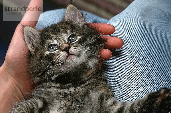 Norwegische Waldkatze  Jungtier  6 Wochen  liegt auf Schoß  Norwegian Forest Cat  kitten  6 weeks  getigert