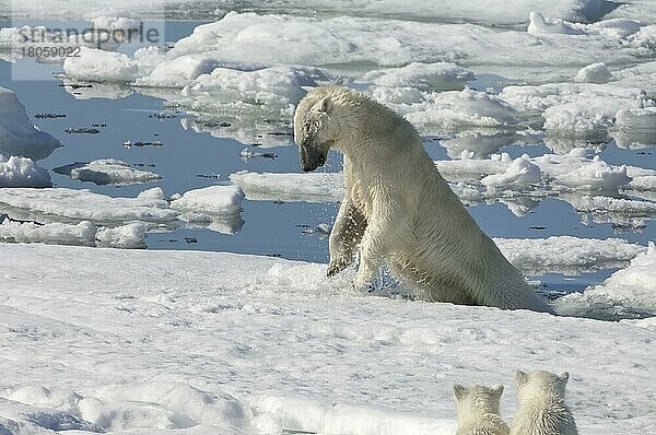 Eisbär  Weibchen und Jungtiere  jagt Ringelrobbe (Phoca hispida)  Spitzbergen  Svalbard-Inselgruppe  Barentsee  Polarbär (Thalassarctos maritimus) Eisscholle  Norwegen  Europa