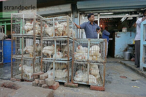 Haushühner in Käfig  Neu-Delhi  Neu-Dehli  New Dehli  New Delhi  Käfig  Hühner  Indien  Asien