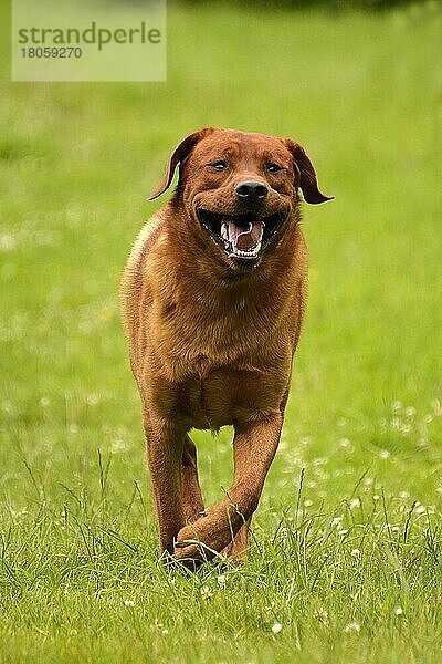 Labrador Retriever  gelb  Rüde  erwachsen  fuchsrot