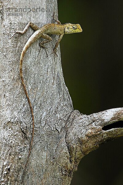 Blutsaugeragame (Calotes versicolor)  Indische Schönechse  Khao Yai National Park  Thailand  Asien
