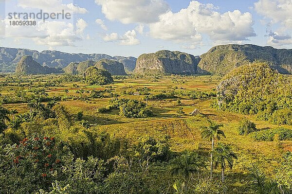 Tabakplantage  Mogotes  Vinales  Provinz Pinar del Rio  Kuba  Mittelamerika