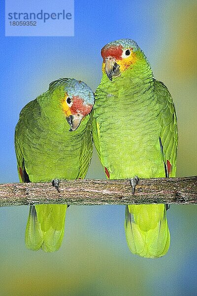 Rotstirnamazonen (Amazona autumnalis autumnalis)  Gelbwangen-Amazonen (Tiere) (Tiere) (Vogel) (Vögel) (Amazonen) (Amazonenpapageien) (Papageien) (Ast) (Zweig) (außen) (draußen) (frontal) (von vorne) (grün) (erwachsen) (vertikal) (Paar) (zwei) (Zuneigung) (Zärtlichkeit)