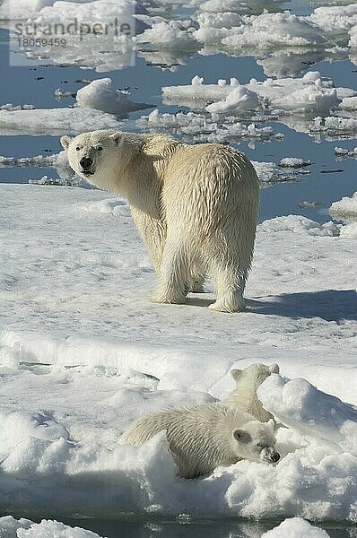 Eisbären (Thalassarctos maritimus) Weibchen und Jungtiere  Spitzbergen  Svalbard-Inselgruppe  Barentsee  Eisbär  Polarbär  Norwegen  Europa