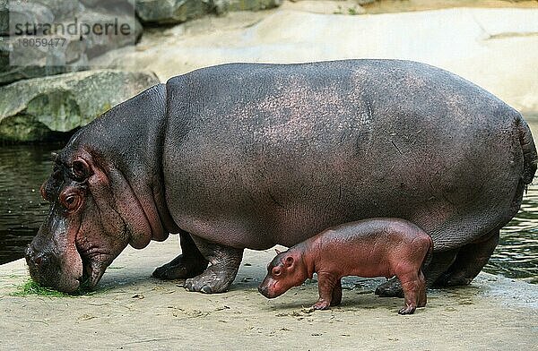Nilpferd und Jungtier  Flusspferd (Hippopotamus amphibius) mit Jungtier  Säugetiere  Huftiere  Paarhufer  Klauentiere  außen  draußen  seitlich  erwachsen  Mutter & Kind  Mutter & Baby  zwei  Querformat  horizontal  weiblich  freistellbar  stehen  stehend