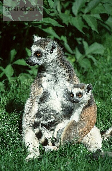 Ringelschwanzlemur (Lemur catta) mit Jungtier