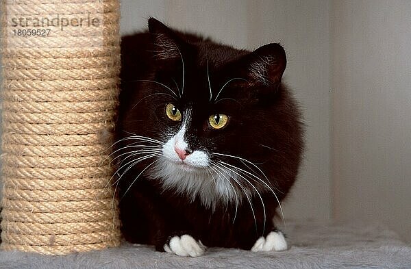 Norwegische Waldkatze  schwarz mit weiß