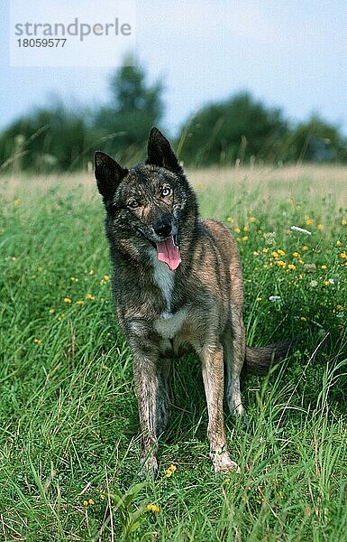 Mixed Breed Dog  odd-eyed  Mischlingshund (Saeugetiere) (mammals) (Haushund) (domestic dog) (Haustier) (Heimtier) (pet) (außen) (outdoor) (frontal) (head-on) (von vorne) (Wiese) (meadow) (freundlich) (friendly) (hecheln) (panting) (stehen) (standing) (adult)