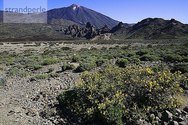 Vulkanische Vegetation  hinten Vulkan Pico del Teide  Teneriffa  Kanarische Inseln  Spanien  Europa