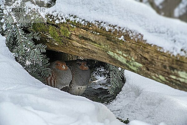 Graue Rebhühner (Perdix perdix)  Englisches Rebhuhn Paar sucht im Winter bei eisiger Kälte Schutz unter einem Baumstamm im Schnee