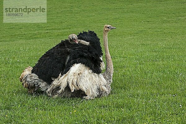 Straußenmännchen (Struthio camelus) besteigt das Weibchen zur Kopulation