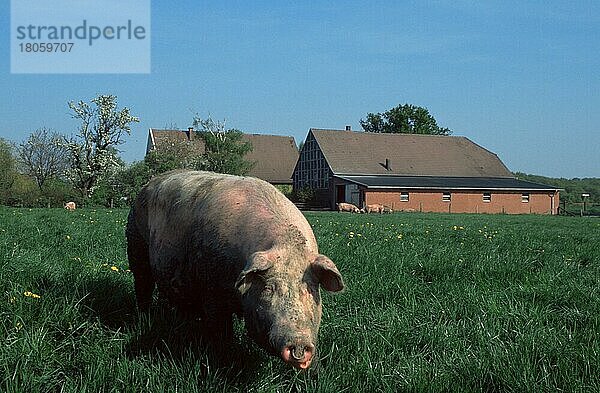 Schwein auf der Wiese )  e  Hausschwein auf der Weide Säugetiere  Säugetiere  Haustier  Nutztier  Huftiere  Europa  Paarhufer  Klauentiere  außen  draußen  Wiese  erwachsen  Querformat  horizontal  stehen  stehend  Bauernhof  Deutschland  Europa