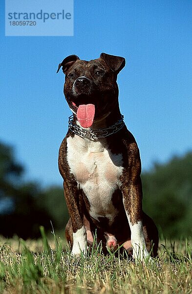 American Staffordshire-Terrier (animals) (außen) (outdoor) (frontal) (head-on) (von vorne) (Wiese) (meadow) (hecheln) (panting) (sitzen) (sitting) (adult) (männlich) (male) (Rüde) (Säugetiere) (mammals) (Haushund) (domestic dog) (Haustier) (Heimtier) (pet) (gestromt) (brindle) (Halsband) (collar)