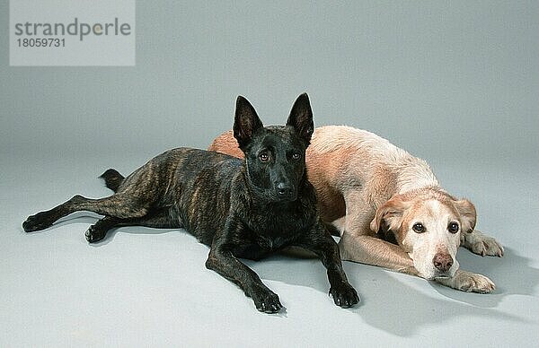 Holländischer Schäferhund und Mischlingshund  Hollandse Herder