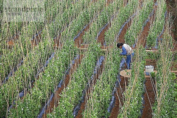 Chinesische Frau bei der Arbeit an Ackererbsen (Pisum sativum) im Ackerland  Provinz Yunnan  China  Asien