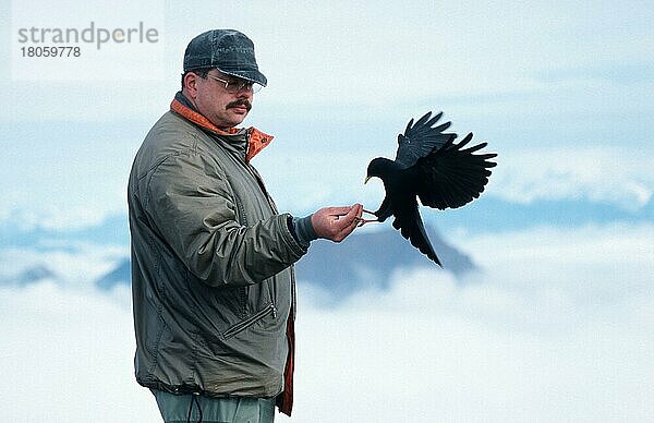 Mann füttert Alpenkrähe (Pyrrhocorax graculus)  Alpen  Schweiz  Europa