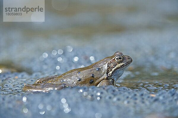 Grasfrosch (Rana temporaria)