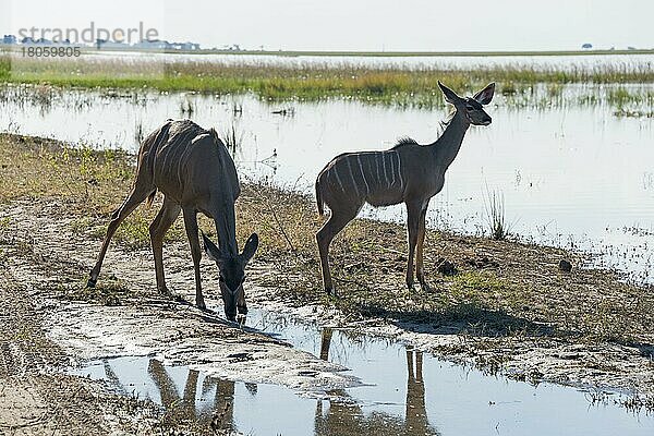 Großer Kudu (Tragelaphus strepsiceros)  Chobe Nationalpark  Botswana  Afrika