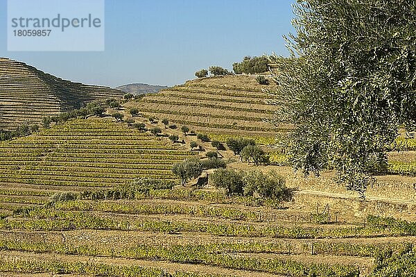 Alto Douro Weinregion  Porto-Weinberge  Alto Douro  Tras-os-Montes  Portugal  Portwein-Weinberge  Europa