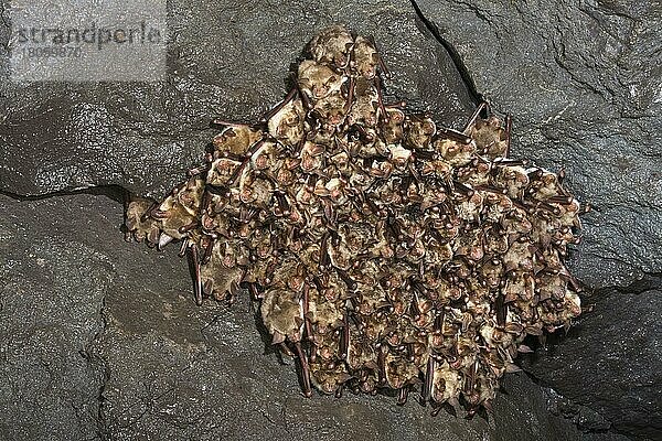 Große Mausohren (Myotis myotis)  Gruppe am Schlafplatz  Winterschlaf  überwinternd  Deutschland  Europa