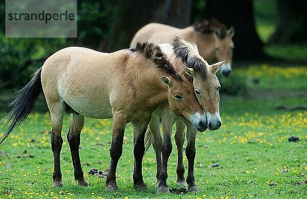 Przewalski-Pferde (Equus przewalskii)  Paar
