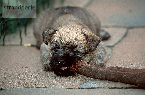 Cairn-Terrier  Welpe  6 Wochen alt  beknabbert Ast  Cairn Terrier  puppy  6 weeks old  gnawing on (animals) (außen) (outdoor) (frontal) (head-on) (von vorne) (liegen) (lie) (lying) (nagen) (gnawing) (Jungtier) (young) (Querformat) (horizontal) (Säugetiere) (mammals) (Haustier) (Heimtier) (pet) (Haushund) (domestic dog) (gestromt) (brindle)