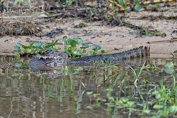 Yacare-Kaiman (Caiman yacare) beim Verschlingen eines Welses  Cuiaba-Fluss  Pantanal  Mato Grosso  Brasilien  Südamerika