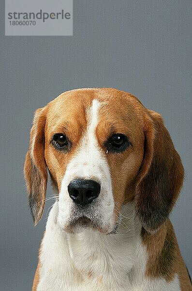 Beagle (Saeugetiere) (mammals) (animals) (Haushund) (domestic dog) (Haustier) (Heimtier) (pet) (innen) (Studio) (frontal) (head-on) (von vorne) (Kopf) (head) (Porträt) (portrait) (dreifarbig) (tricoloured) (tricolored) (adult)