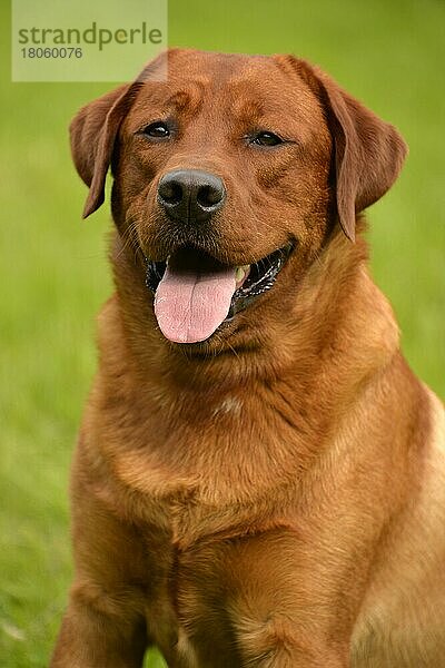 Labrador Retriever  gelb  Rüde  erwachsen  fuchsrot