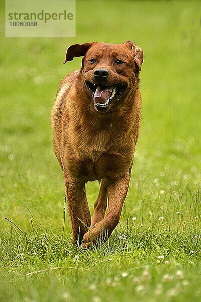 Labrador Retriever  gelb  Rüde  erwachsen  fuchsrot