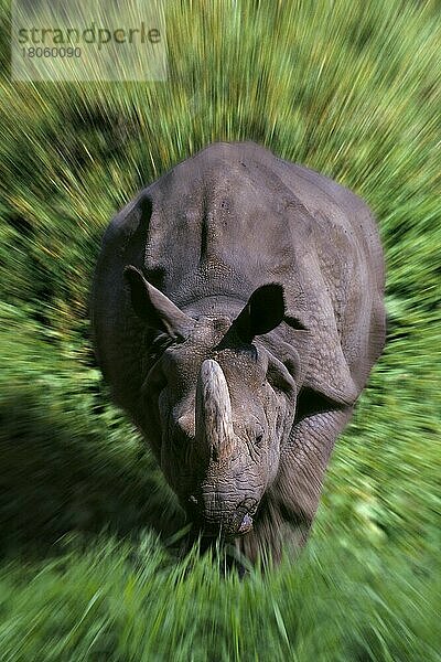 Indisches Nashorn (Rhinoceros unicornis)  laufend  Panzernashorn  rennend (Asien) (asia) (animals) (außen) (outdoor) (frontal) (head-on) (von vorne) (Wiese) (meadow) (adult) (laufen) (gefährlich) (dangerous) (Gefahr) (Säugetiere) (mammals) (Unpaarhufer) (Huftiere) (hoofed animals) (bewegungsunscharf) (blurred_motion) (gezoomt) (zoomed) (Zoomeffekt)