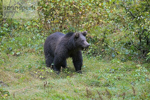 Europäischer Braunbär (Ursus arctos)  Jungtier  captive