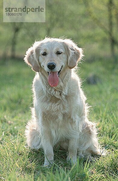 Golden Retriever (Saeugetiere) (mammals) (animals) (Haushund) (domestic dog) (Haustier) (Heimtier) (pet) (außen) (outdoor) (frontal) (head-on) (von vorne) (Gegenlicht) (back light) (Wiese) (meadow) (hecheln) (panting) (lächeln) (smiling) (sitzen) (sitting) (adult)