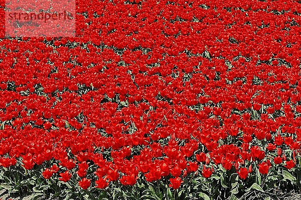Tulpenfeld (Tulipa) bei Lisse  Niederlande  Europa