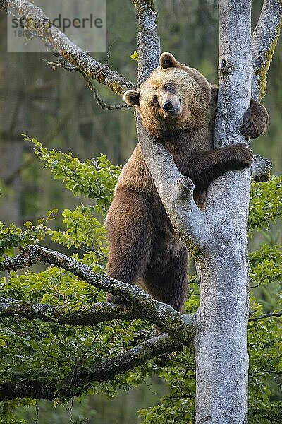 Europäischer Braunbär (Ursus arctos)  auf einem Baum kletternd  captive