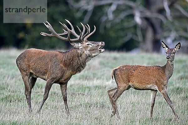 Rotwild (Cervus elaphus)  Hirsch  Brunft  captive