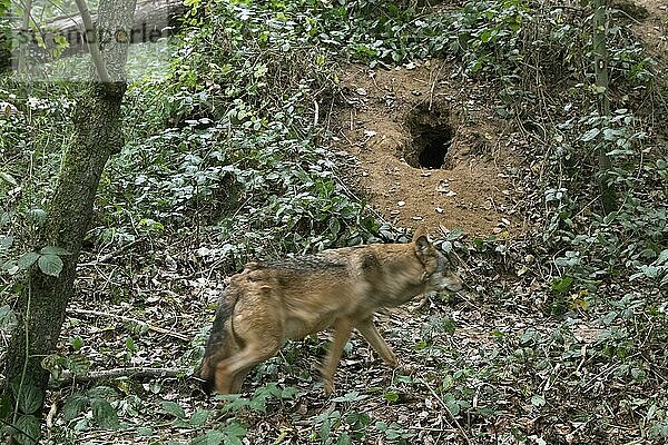 Grauwolf (Canis lupus) an einer in den Boden gegrabenen Höhle im Wald
