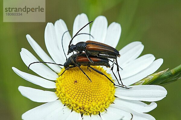 Kleiner Schmalbock (Stenurella melanura)  Paar  kopulierend