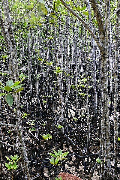 Mangroven (Avicennia marina) bei Ebbe  Insel Curieuse  Seychellen  Afrika