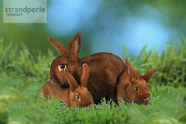 Rabbit with youngs  Rotes Neuseelaenderkaninchen mit Jungtieren  Rotes Neuseeländerkaninchen  Roter Neuseeländer  außen  outdoor